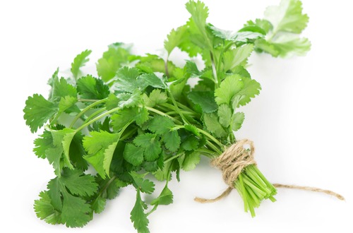 shutterstock_cilantro