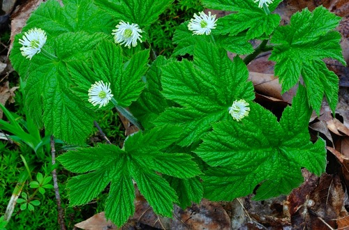 shutterstock_goldenseal