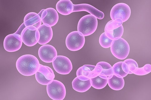 shutterstock_candida