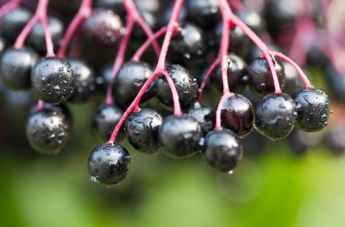 shutterstock_elderberry