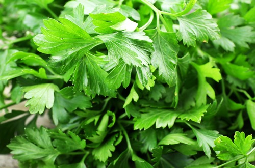 shutterstock_parsley 2