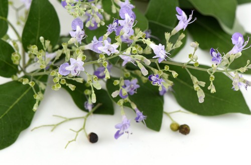 shutterstock_c tree