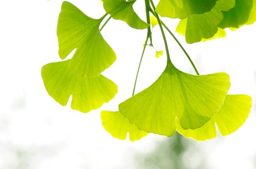 shutterstock_ginko