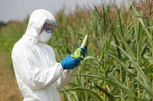 gmo food M