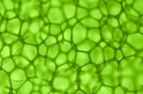 chlorophyll m