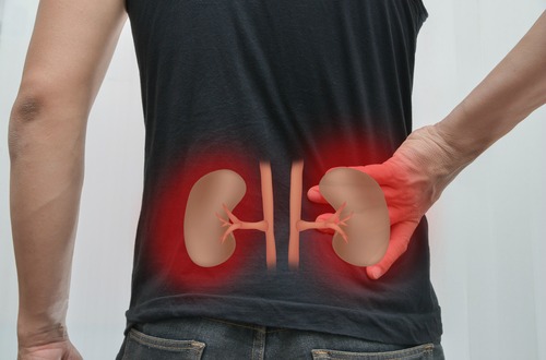 kidneys m