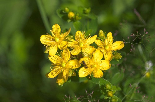 st. john's wort M