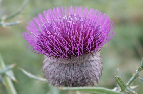 Milk Thistle m