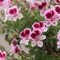 Pelargonium M
