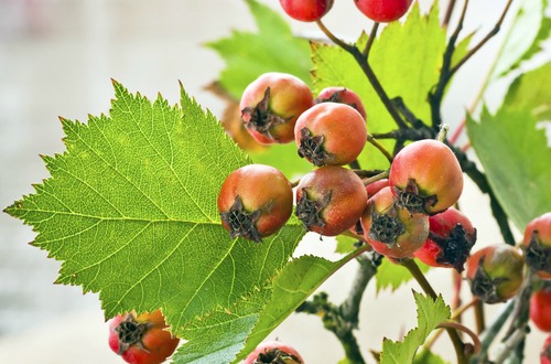hawthorne berry m