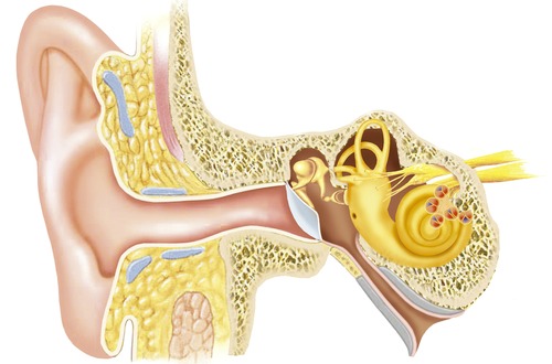 ear canal m