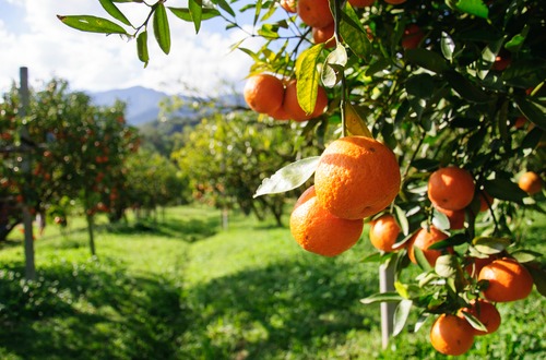oranges m