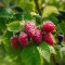 raspberries m