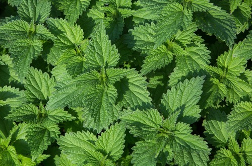stinging nettle m
