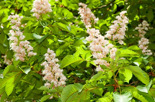 Horse chestnuts m