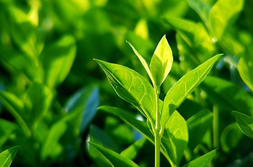tea leaves m