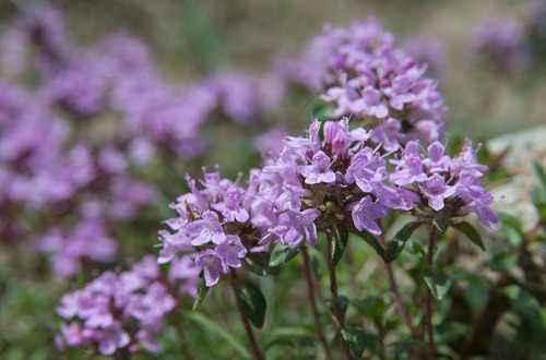 thyme m