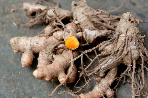 fresh turmeric roots m