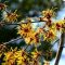witch hazel m