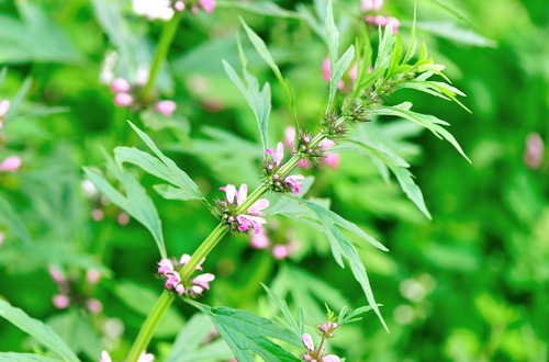 Motherwort M