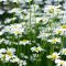 Chamomile M