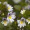 eyebright m