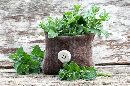 catnip M
