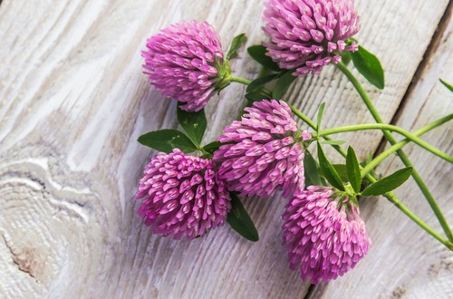 Red Clover M