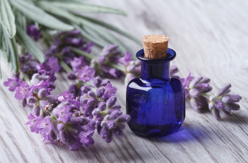lavender-m