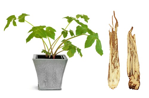 angelica-plant-and-roots-m