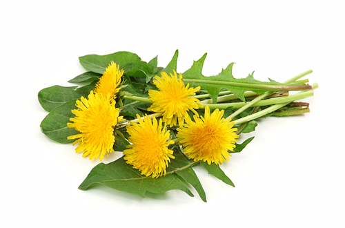 shutterstock_52240048