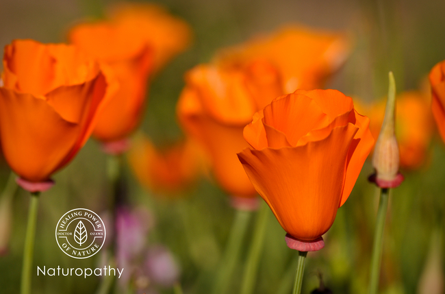 california poppy