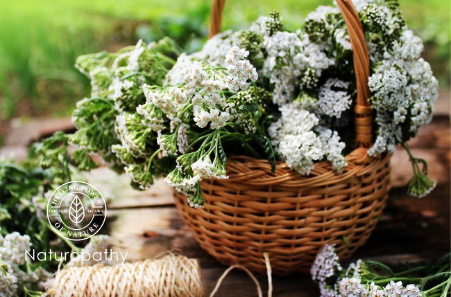 yarrow eyecatch