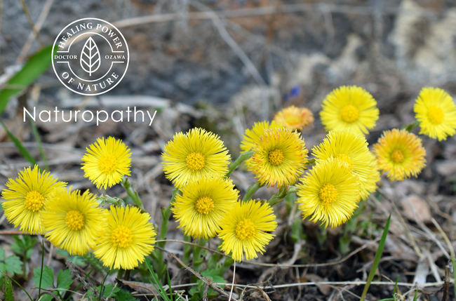 coltsfoot-eyecatch