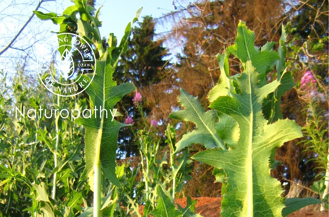 wild lettuce-eyecatch