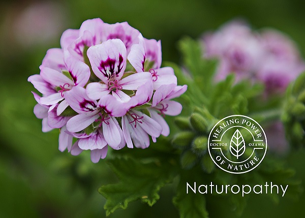 geranium pelargonium-eyecatch