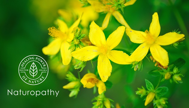 St. John's wort - eyecatch