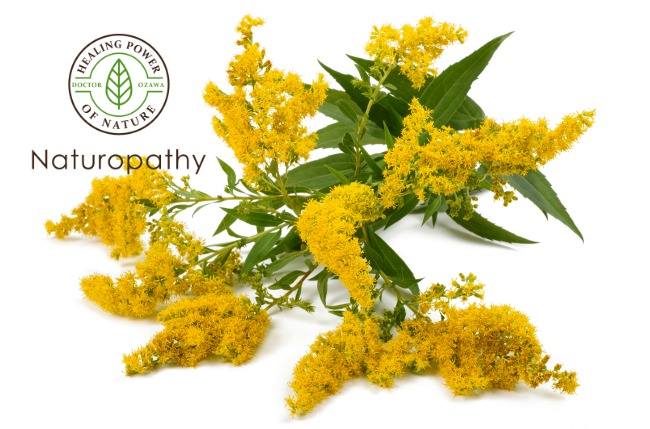 Goldenrod - eyecatch