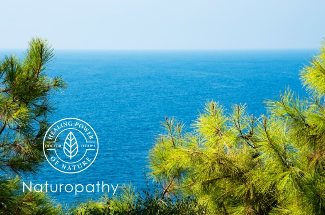 pine branches coastal 650 pycnogenol eyecatch