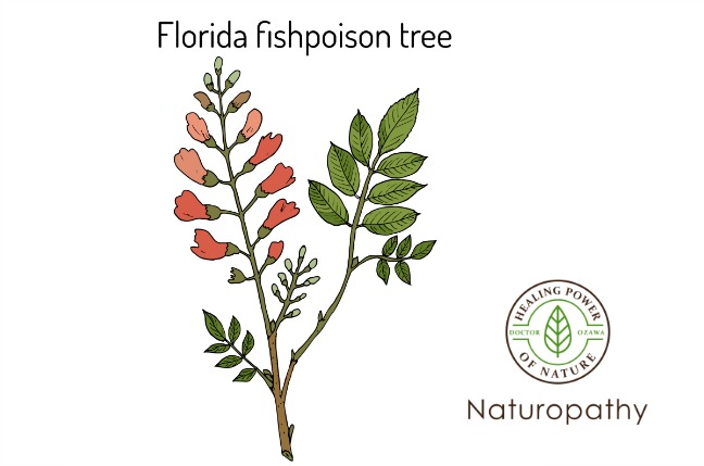 Jamaican dogwood - eyecatch