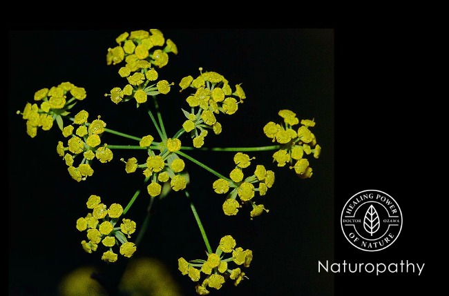 Bupleurum falcatum-eyecatch