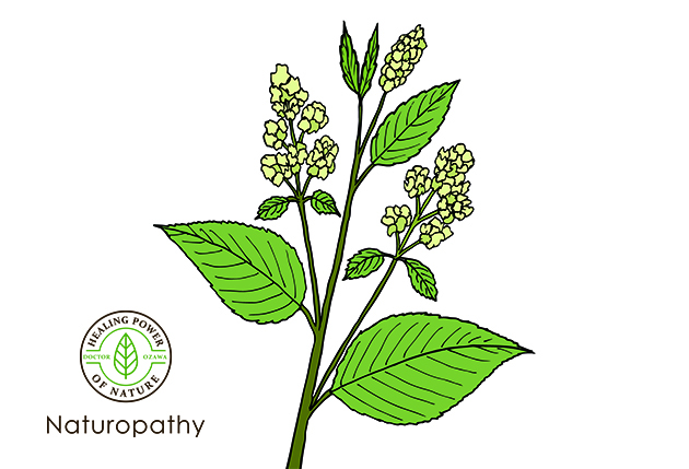 plant similar