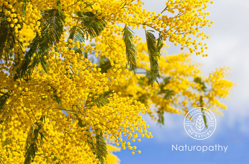Mimosa flowers