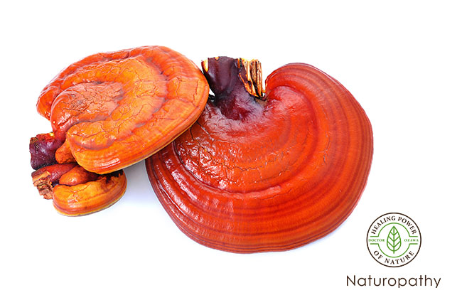 reishi-eyecatch