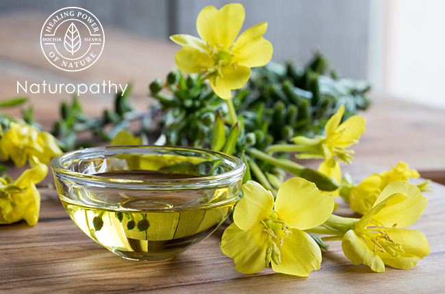 evening primrose-eyecatch