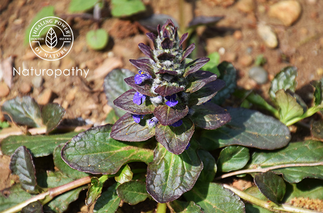 bugleweed 1-eyecatch