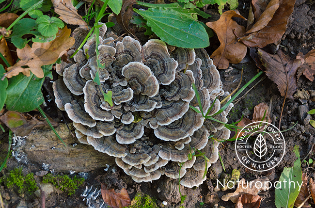 turkey tail 1-eyecatch