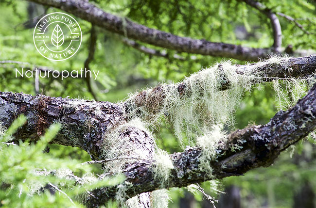 usnea hanging-eyecatch