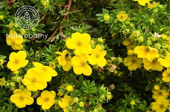 cinquefoil-eyecatch