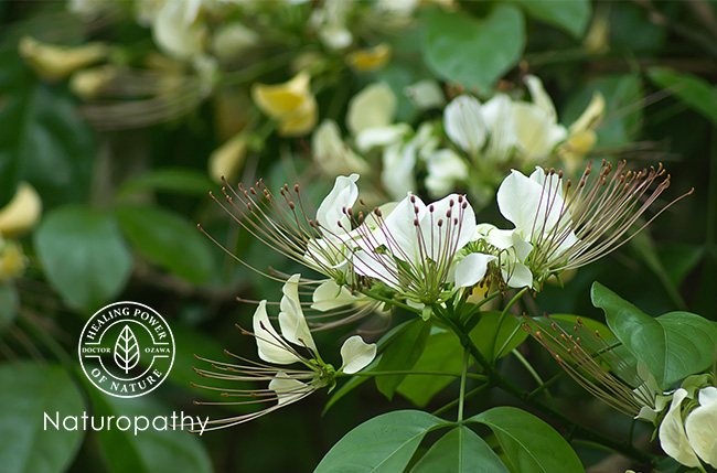 garlic pear flower-eyecatch